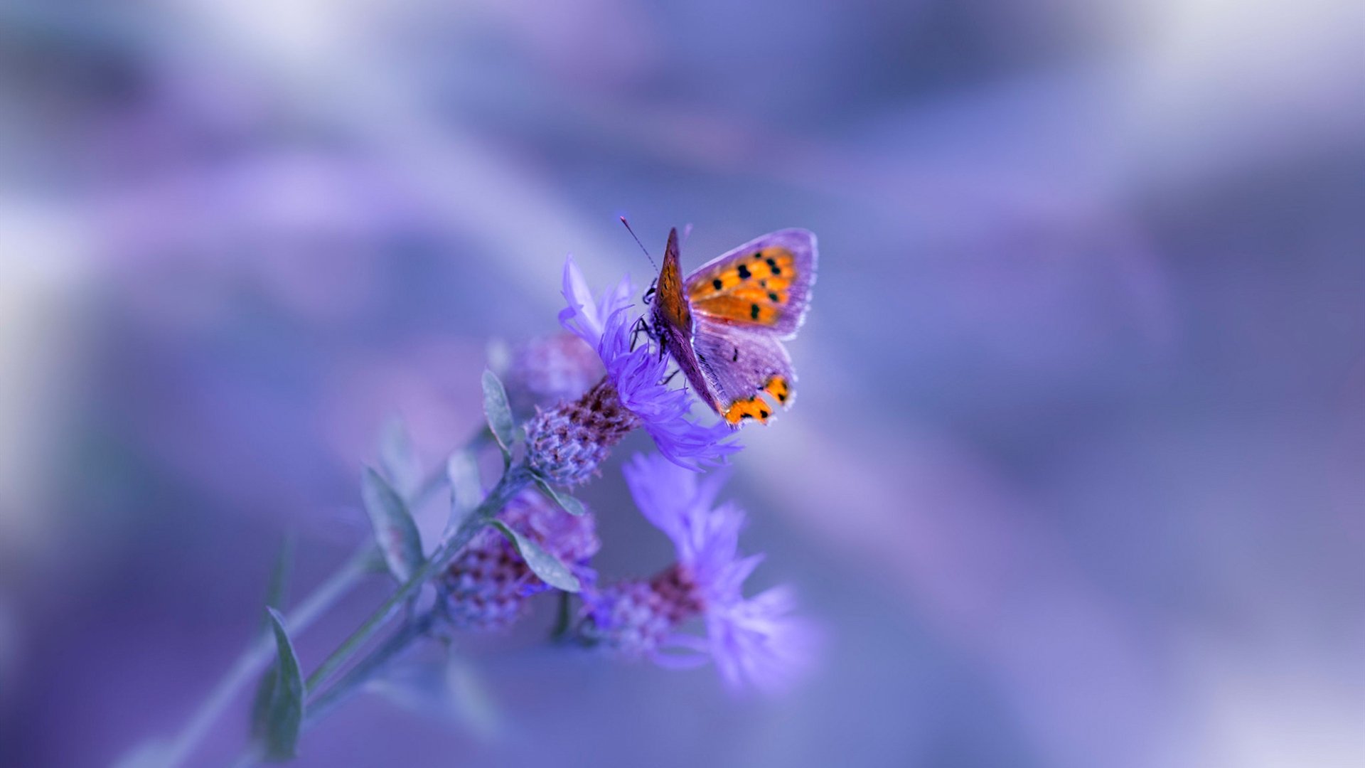 五大联赛是否强化非持球球员在进攻端的空间跑动配合，五大联赛非欧名额