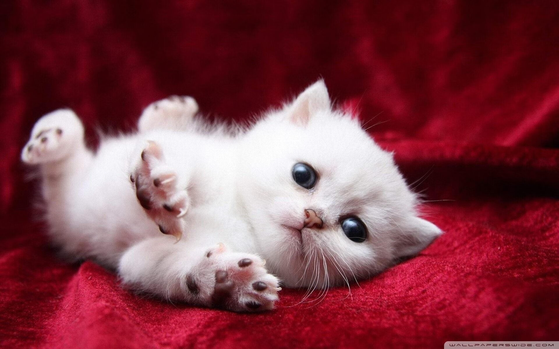 kaiyun体育app-国王强势崛起福克斯领衔球队齐头并进，福克斯44分国王胜勇士