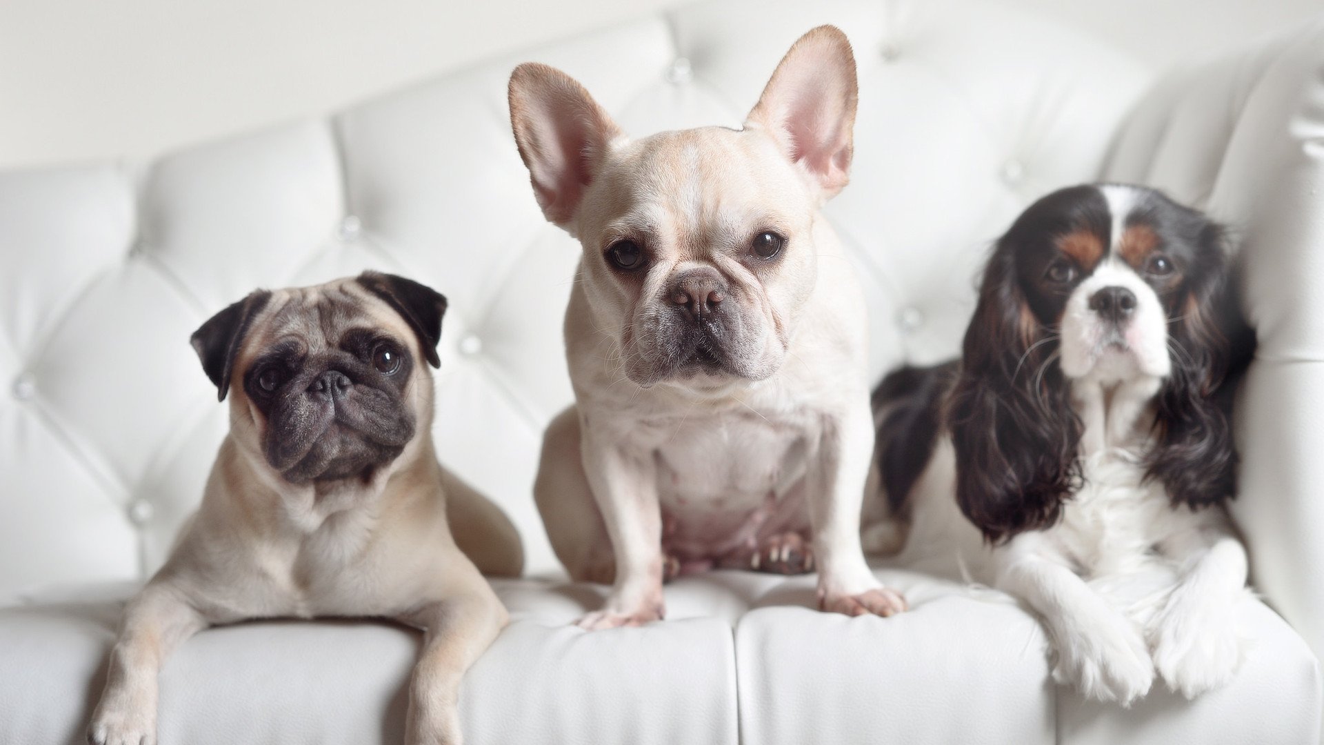 国王投篮训练中多名球员打破个人纪录，国王投篮训练中多名球员打破个人纪录视频