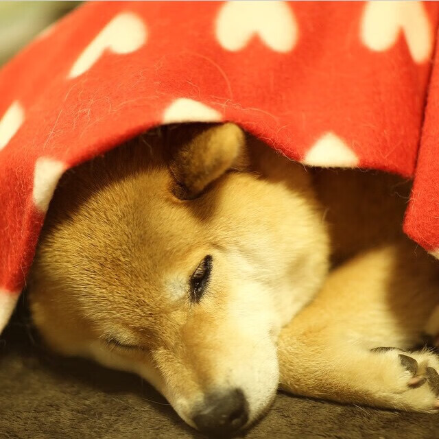 国际裁判大会讨论引入更多视频回放标准，2021国际裁判