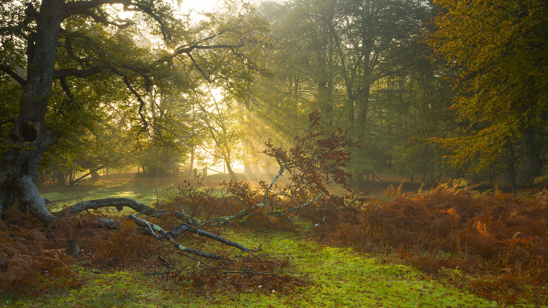 巴黎圣日耳曼继续强势领跑法甲,提前夺冠在望