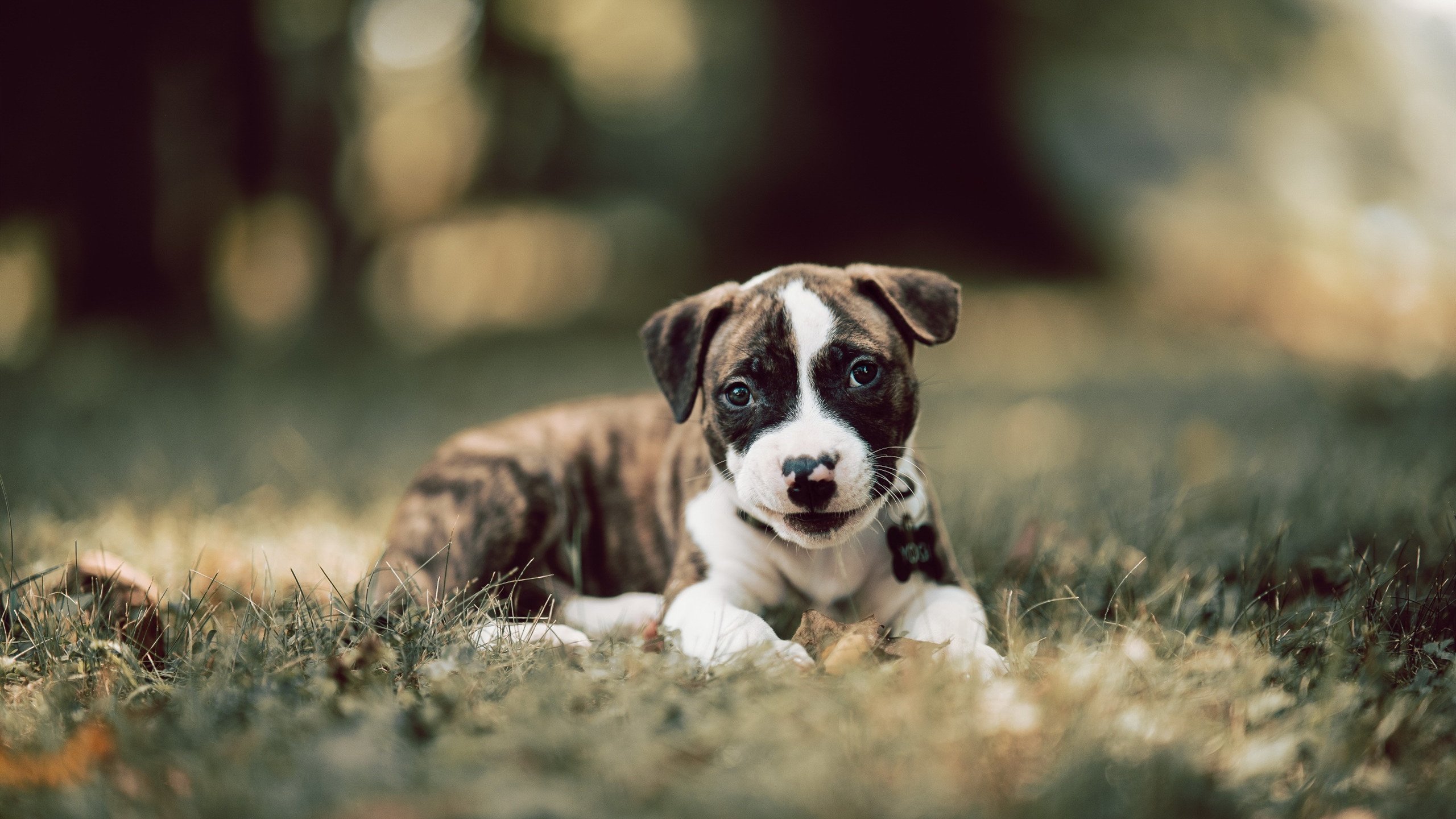 爵士教练谈球队均衡打法最具威胁性，爵士队造对手失误能力