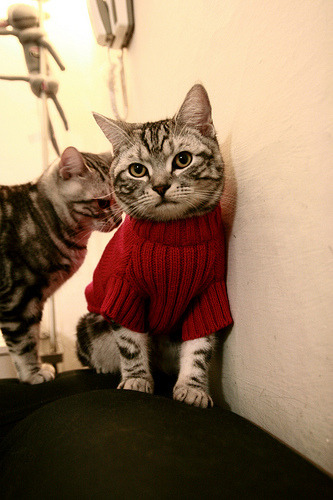 Kaiyun APP-科尔博蛙泳实力引领赛场风潮，科尔博特