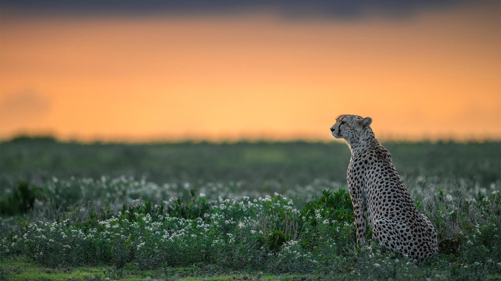 网球选手体能训练课程优化周期安排，网球体能训练项目