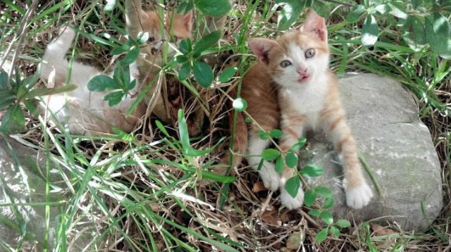 Kaiyun APP-西甲秀场：技巧、配合、出现精彩连连！，西甲loading